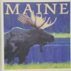 Moose In Meadow Coaster