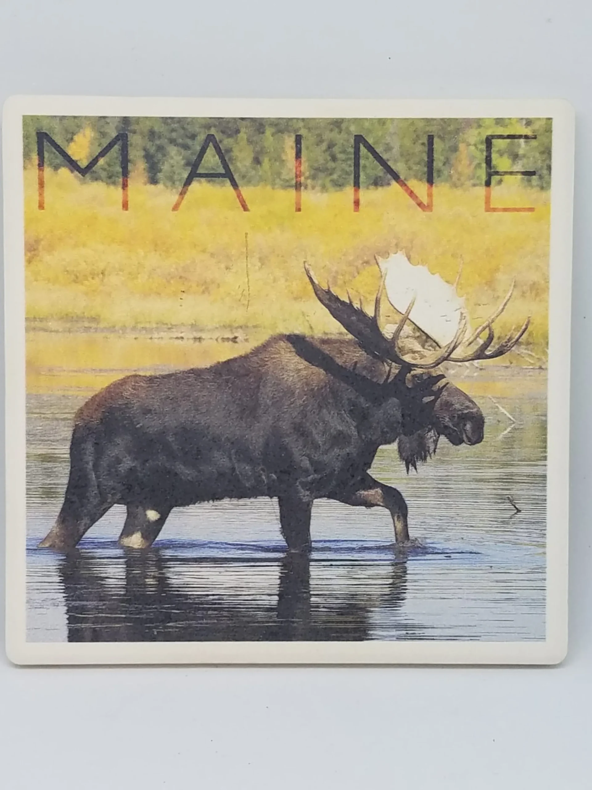 Moose In Water Coaster